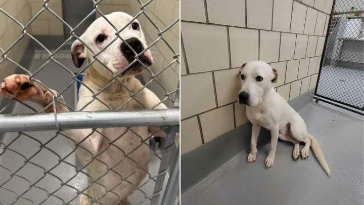 Georgia Shelter Dog Sticks His Paws Through Kennel Bars, Pleading For A Chance