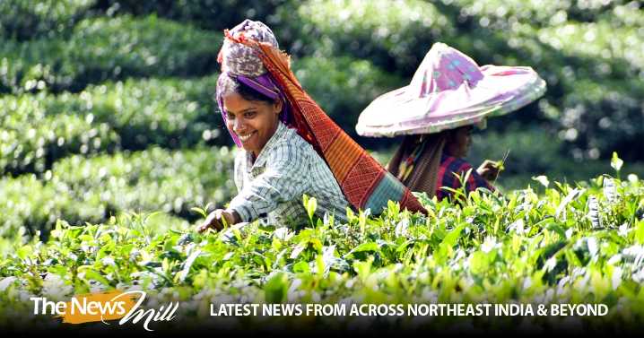 Centre launches NCVET-approved skill courses on tea sommeliers and tea tasting