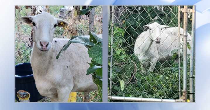 Do you know this sheep? Raleigh police asks for public help in finding owner :: WRAL.com
