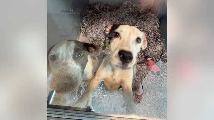 Two abandoned dogs now available for adoption