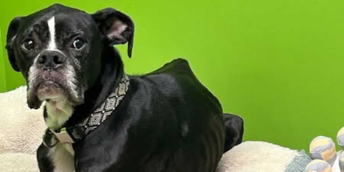 Animal control seeking person who abandoned dog at Hillsdale Humane Society