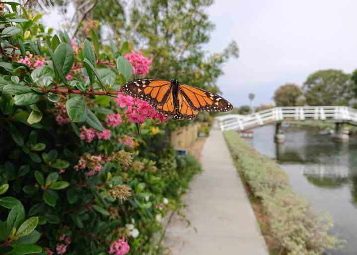 Did You See That! Californians Encouraged to Report Monarch Butterfly Sightings as Part of Conservation Effort