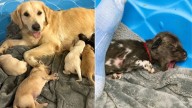 Indiana Golden Retriever Steps Up When A Zoo’s Newborns Are Left Without A Mom