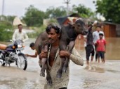 October rains threaten harvest of rice, cotton among other crops in India