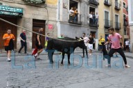 Ya está adjudicada la compra de las vaquillas de San Mateo