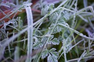 1st frost of season possible in Massachusetts on Saturday night