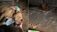 Texas Woman Follows Her Instincts After Spotting A Dog Alone And Finds More Than She Expected