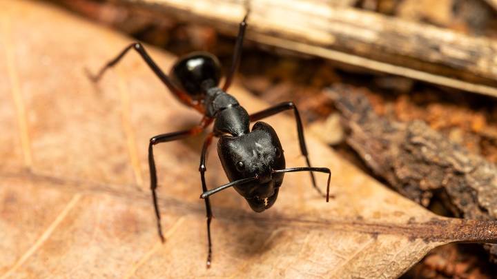 Ant vs. Termite Infestations: Telltale Signs to Watch Out For