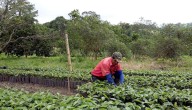 Ecosistema cafetero: apuesta de Davivienda para caficultores y sus familias