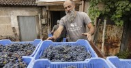 La D.O. Monterrei inicia la vendimia y apunta a superar su récord de 2024