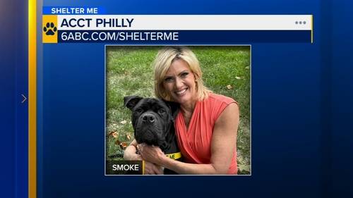 Shelter Me: Meet Smoke, a loving and affectionate dog looking for a home!