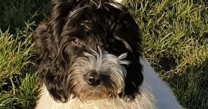 'My £800 miniature cockapoo wouldn't stop growing - DNA test left me gobsmacked'