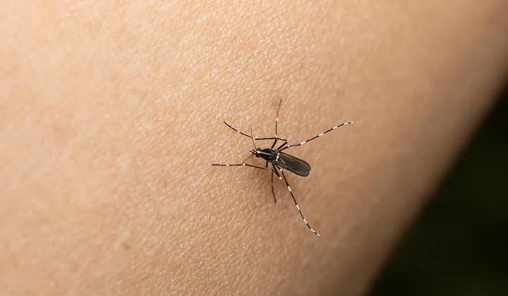 Desde Salud refuerzan la campaña de prevención del Dengue