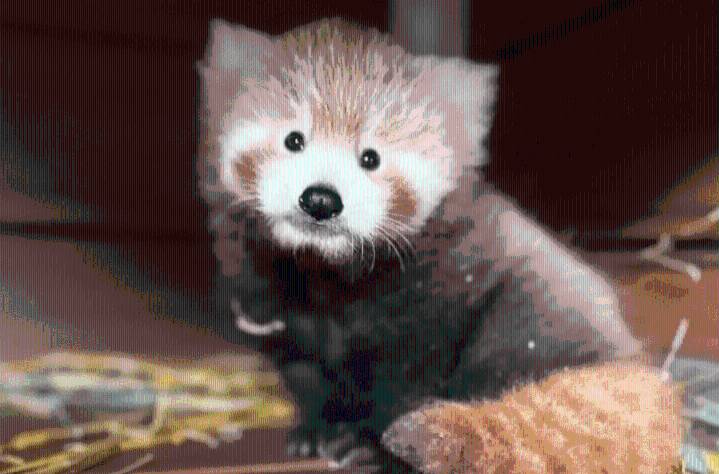 'Fluffy surprise!': Red panda born at Cleveland Metroparks Zoo
