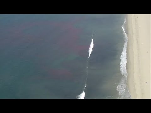 Scientists dye ocean water near Santa Monica Pier bright pink