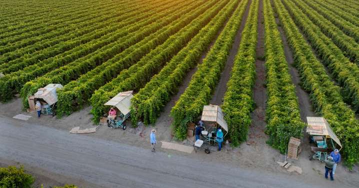 California's undocumented farmworkers built families and communities. Now they face an uncertain future