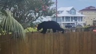 Florida’s December bear hunt draws 100K applications, sparking further debate