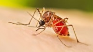 Advierte SIFSA sobre riesgos por dengue en regreso a clases