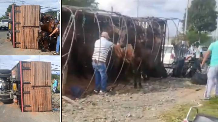 «Se voló y dejó el mierd . . .» Tino indignado con conductor que volcó el camión que llevaba sus caballos