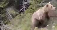 Hiker's chilling last moments as bear charges at him before he plunges to death