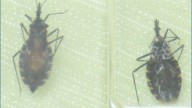'Sharing my experience may help others stay safe' | Texas woman shares her experience with 'kissing bug' disease