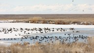 GSL waterfowl show increase in harmful chemicals, officials update consumption guidelines