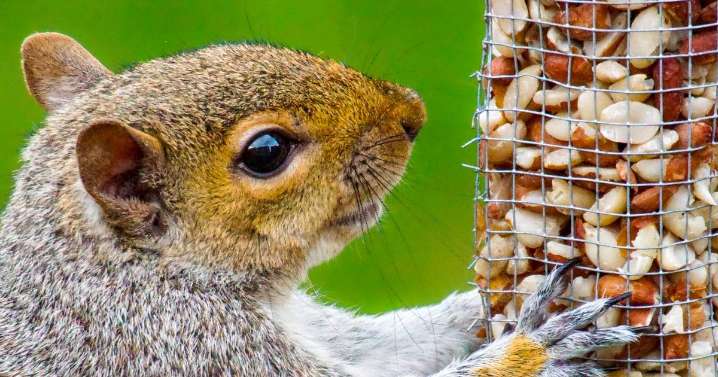 Exactly how gardeners can stop squirrels eating their bird food