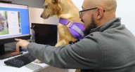 Senasa lanza plataforma digital para agilizar viajes internacionales con mascotas