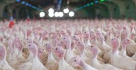 Detectado un foco de gripe aviar en una granja de pavos en Huelva