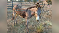 Disturbing animal cruelty trend arises in Riverside County, no arrests made