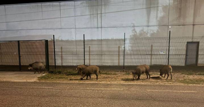 ¿Sabe usted que tras los incendios, lo de los jabalíes empieza a preocupar?
