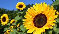 Flores amarillas: por qué regalarlas el 21 de septiembre se volvió tradición
