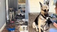 Tennessee German Shepherd Hid Behind A Door In An Abandoned House With A Heartbreaking Secret