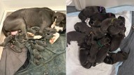 North Carolina Rescuers Left Shaken When Great Dane Dog Gives Birth To An Incredibly Large Litter