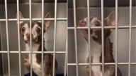 Texas 15-Year-Old Dog Finally Leaves The Shelter And Finds A Family To Call His Own