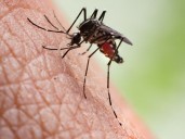Drinking beer can make you more attractive to mosquitoes