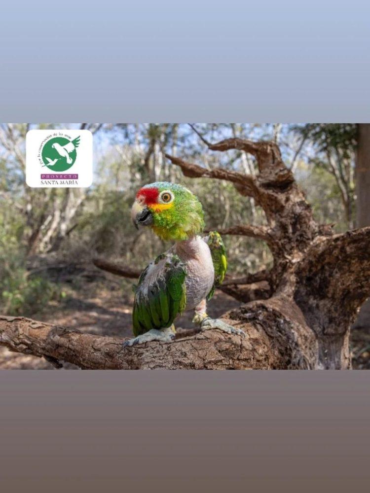 Loros, víctimas frecuentes del tráfico ilegal de vida silvestre en Yucatán