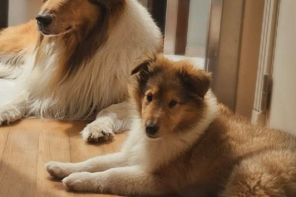 Alberto Fernández publicó que tiene un nuevo perro para acompañar a Dylan y las redes lo destrozan