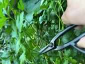 A look at the best times of day for watering, planting, pruning and other garden tasks