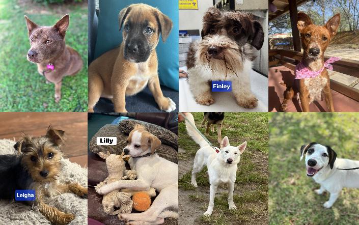 Midlands Pup Shots! September 29