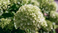 Right Now Is The Perfect Time To Dry Hydrangeas: Here's How To Do It