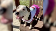 Pet of the Day: Daisy