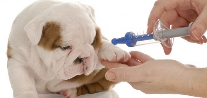 Low-cost rabies clinics available in Simcoe Muskoka starting Sept. 20
