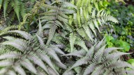 The Best Time To Plant Ferns And Why Timing Makes All The Difference