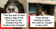 “What’s Wrong With Your Dog?”: People Are Sharing Pics Of Their Dogs Acting Bizarre (47 New Pics)