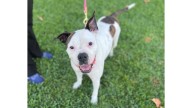 Boxer Bunny wants to share her love of adventure with you