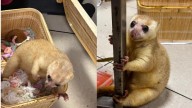 Two Primates Rescued from Woman Passenger at Mumbai Airport