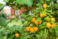 Everything you could ever want to know about growing, eating and cooking plums