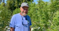 'Seed to sale': Innocence Cannabis providing locally grown cannabis to Western New York