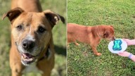 Tennessee Shelter Dog Made A Birthday Wish That Still Hasn’t Come True